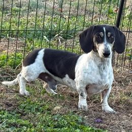 Pluto - Black and cream male Dachshund puppy in Lincoln, Arkansas from Red Dirt Dachshunds