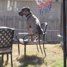 Great Dane Puppies from KD Sweet Southern Danes