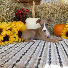 Ava Male 2 - Blue fawn male Italian Greyhound puppy in Sparta Tn And Careyville Fl, Tennessee from Summerwind Kennel
