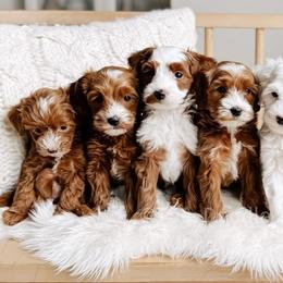 Goldendoodles from Gertie’s Goldendoodles