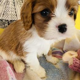 Robb - Blenheim male Cavalier King Charles Spaniel puppy in Tunbridge, Vermont from Solheimar