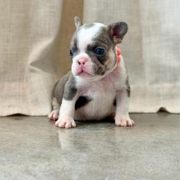 Peach - Tricolors female French Bulldog puppy in Wagoner, Oklahoma from Frenchie Frys