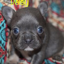 French Bulldogs from Riveras Smokin K-9’s