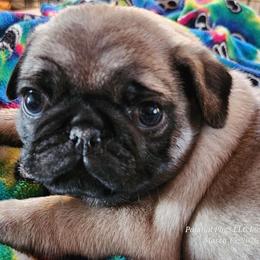 Boy 1  Green collar - Fawn male Pug puppy in Lebanon, Maine from Palatial Pugs LLC
