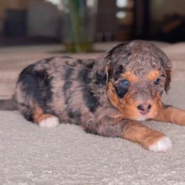 Nile - Merle male Bernedoodle puppy in West Jordan, Utah from Doodles Friend