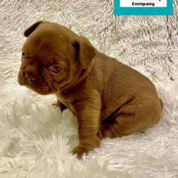 French Bulldog Puppies from The French Bulldog Company LLC