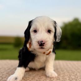 Mutton Bustin' - Black and white male Sheepadoodle puppy in Adams, Nebraska from Boxcar Doodles and Poodles