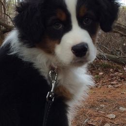 Miniature American Shepherds from Mary's Miniature American Shepherds