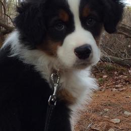 Miniature American Shepherds from Mary's Miniature American Shepherds