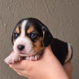 Reese - Blue tan and white male Beagle puppy in Lake City, Florida from Sunkissed Beagles