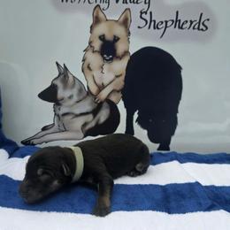 Light Blue Collar - Black and silver male German Shepherd puppy in Cadet, Missouri from Working Valley Shepherds