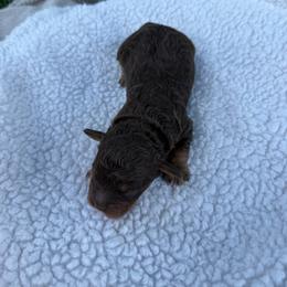 Beefcake - Brown white and tan male Cockapoo puppy in Albany, Kentucky from Windy Pines Farm