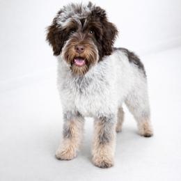 Australian Labradoodle, Cavapoo, Goldendoodle, Golden Mountain Doodle, and Poodle All Grown Up from Dawson's Royal Companions