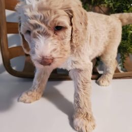 Goldendoodle, Golden Retriever, and Poodle Puppies from Studmuffin Services