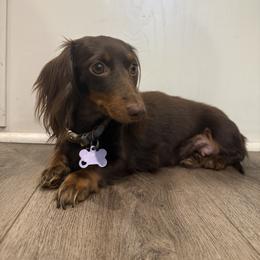 Dachshunds and Great Danes from Central Coast Danes and Dachshunds