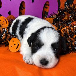 Roy - Parti male Miniature Schnauzer puppy in Placerville, California from Rpuppies