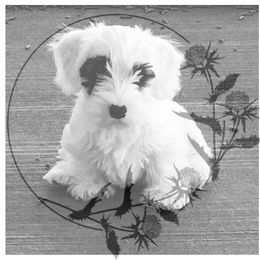Sealyham Terrier Puppies from Thistle and Rock Sealyham Terriers