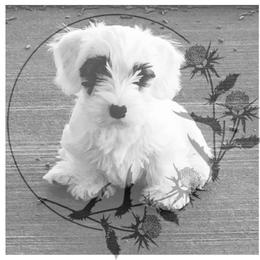 Sealyham Terrier Puppies from Thistle and Rock Sealyham Terriers