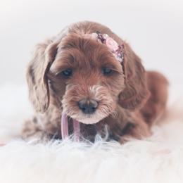 Bernedoodle and Goldendoodle Puppies from Hommel’s Mini Darling Doodles