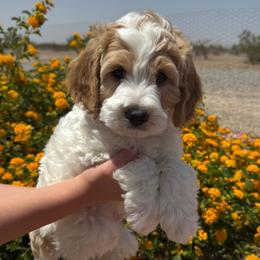 Seth - Parti male Goldendoodle puppy in Tonopah, Arizona from DJ’s Doodles