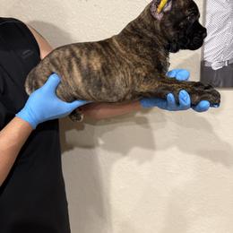 Tigress - Chestnut brindle female Cane Corso puppy in Lubbock, Texas from Hub City Kennel