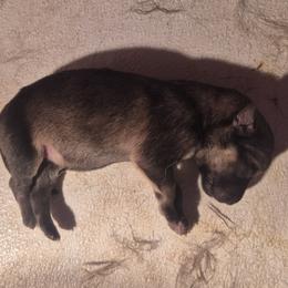 Girl 1 - Sable female German Shepherd puppy in Lake George, Colorado from High Country German Shepherds