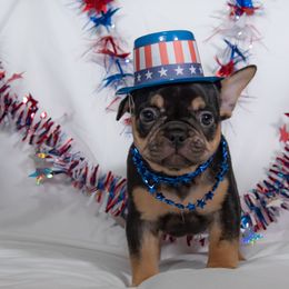 French Bulldog Puppies from Faux Real Frenchies