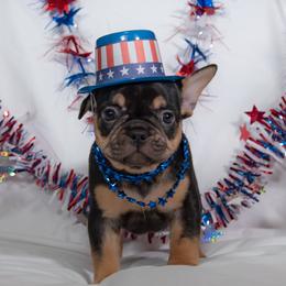 French Bulldog Puppies from Faux Real Frenchies
