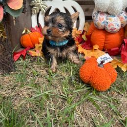 Nick - Black and gold male Shorkie puppy in Atoka, Oklahoma from Boggy Depot Cavaliers & Friends