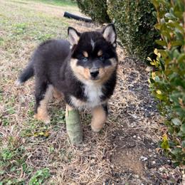 Arnie - Tri-color male Pomsky puppy in La Vergne, Tennessee from Atencio Pomsky