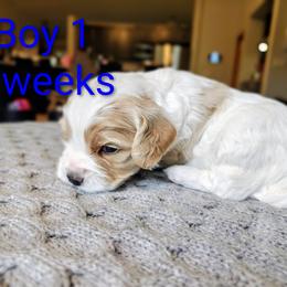 Boy 1 - Blenheim male Cavapoo puppy in Washougal, Washington from Timothy's Cavapoos