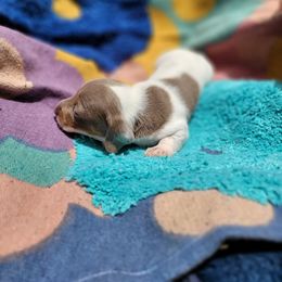 Dachshund Puppies from One Love Doxies