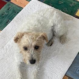 Sushi - Jack Russell Terrier