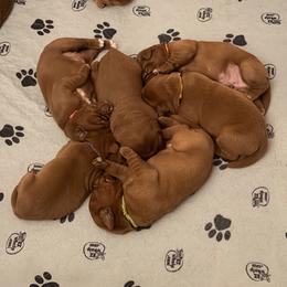 Boy 2 - Yellow male Labrador Retriever puppy in Randolph, Ohio from The Lab Clan