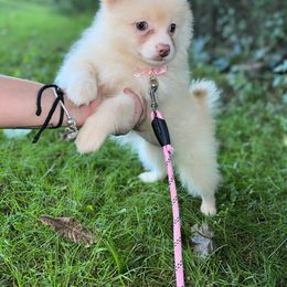 Pomeranian Puppies from GTBBF Pomeranians