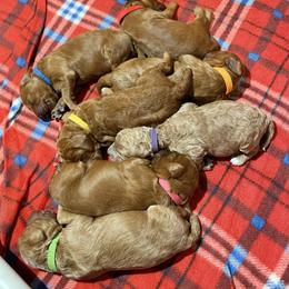 Poodle puppies from Home Breeder