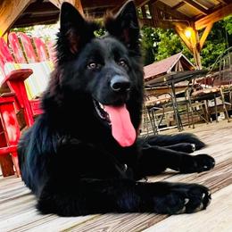 Parsley - German Shepherd