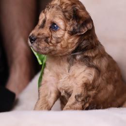 Mateo - Merle male Goldendoodle puppy in Forney, Texas from Diamond Doodle Pups and Poodles