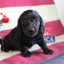 Kelly - Black female Dachshund puppy in Pace, Florida from Shoebox Doxie’s