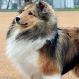Golden Retrievers and Shetland Sheepdogs from Az K9 Companions
