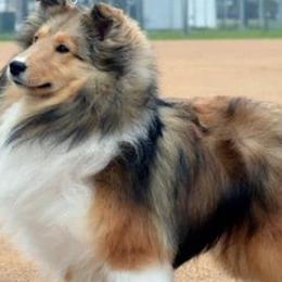 Golden Retrievers and Shetland Sheepdogs from Az K9 Companions