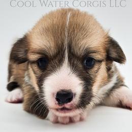 Hermonie - Red female Pembroke Welsh Corgi puppy in Kiowa, Colorado from Cool Water Corgis LLC
