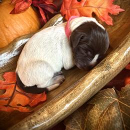 German Shorthaired Pointer Puppies from The W5 Ranch