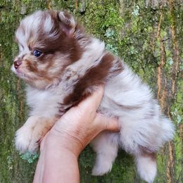 Sanoia pup 1 - Chocolate merle male Pomeranian puppy in Carrollton, Georgia from B AND R'S POMERANIAN'S