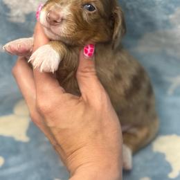 Grumpy AKC - Dapple male Dachshund puppy in Oklahoma City, Oklahoma from Barrett’s Doxie Farm