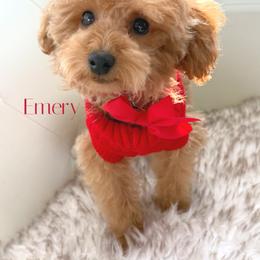 Emery - Red  male Poodle puppy in Gilbert, Arizona from My Poodle Bears
