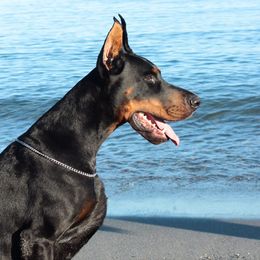 Boy 6 - Black and rust male Doberman Pinscher puppy in Chagrin Falls, Ohio from Schloss Velburg Dobermanns