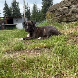 Onyx - Blue brindle female American Pit Bull Terrier puppy in Stanwood, Washington from Barajas Family Ranch