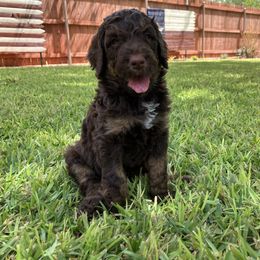 Goldendoodle Puppies from Mesquite Kennels