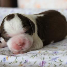 Tulip - Tri-Roan female English Springer Spaniel puppy in Winfield, Tennessee from Murphy Farms and Springers